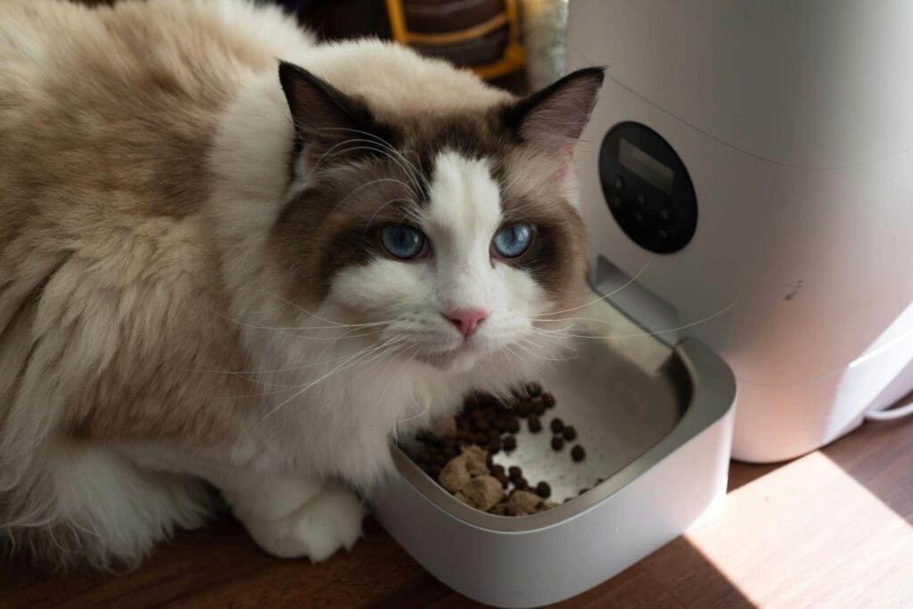best automatic cat feeder with camera on kitchen counter