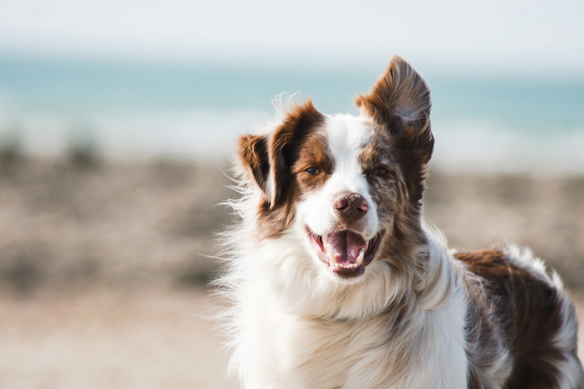best joint supplements for large breed senior dogs