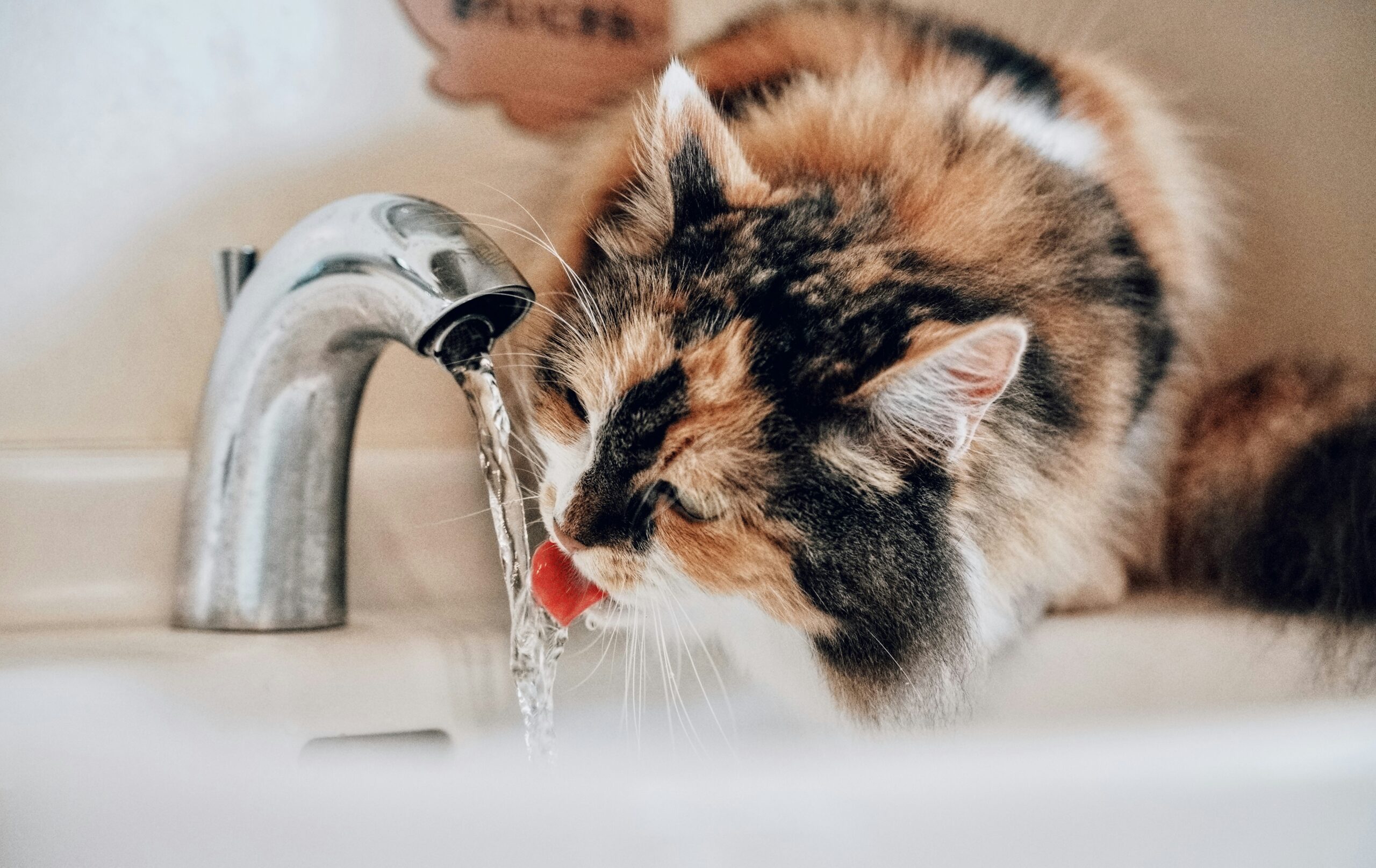 best cat water fountain options lined up on a kitchen counter