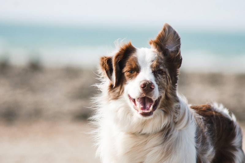 best dog crate for separation anxiety — Australian Shepherd dog portrait