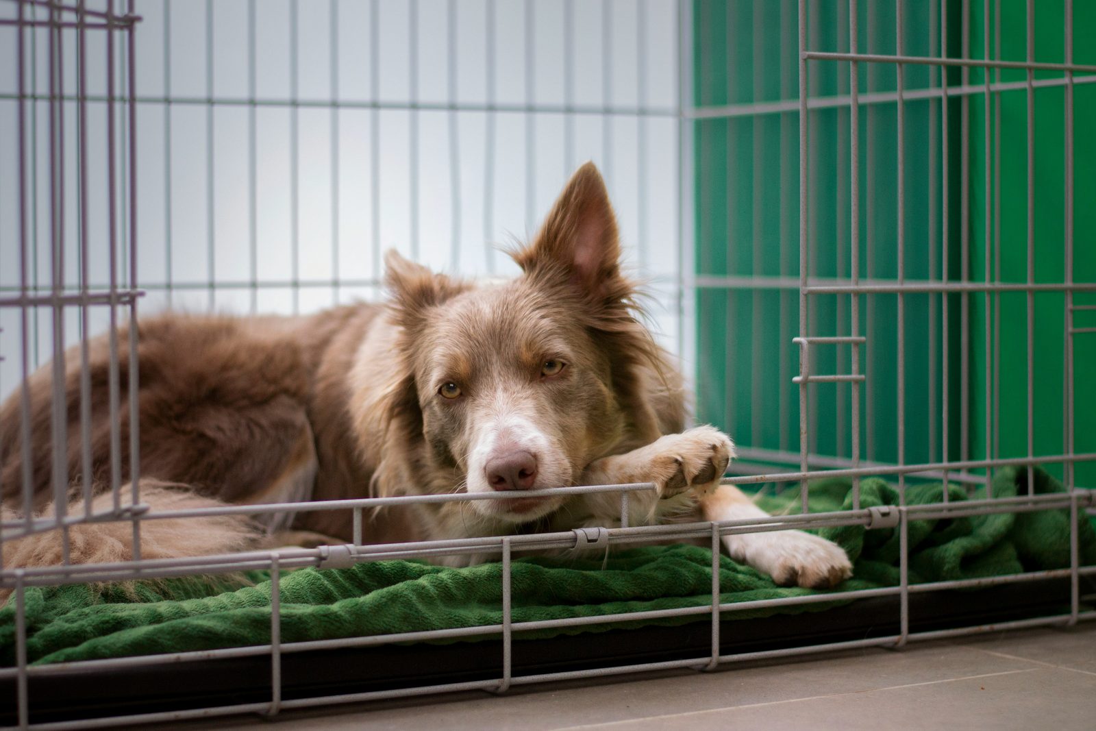 best puppy crates for nighttime sleep training in a calm bedroom setup